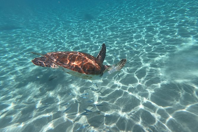 Snorkel with Turtles & Kenepa Grandi Beach: Nr.1 Island Day Trip - Who this tour is best for