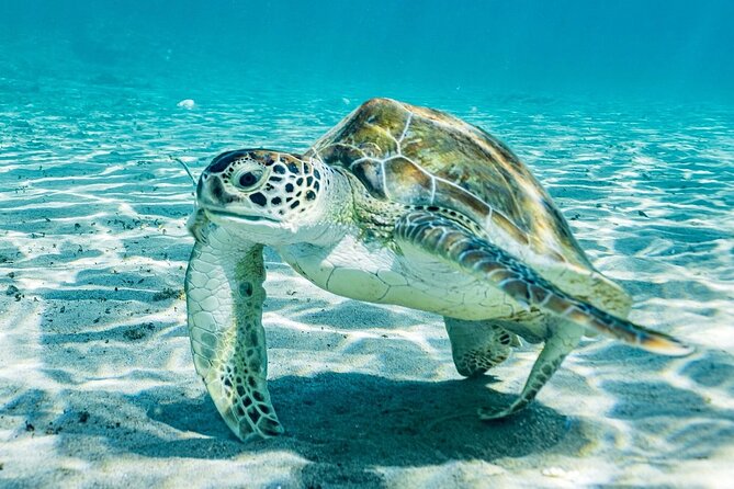 Snorkel with Turtles & Kenepa Grandi Beach: Nr.1 Island Day Trip - Stop 1: Playa Grandi and the sea turtle moment