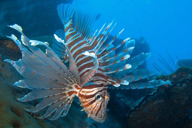 Snorkeling Adventure at Koh Chang – Departing from Koh Chang - Where this Koh Chang snorkeling trip really delivers