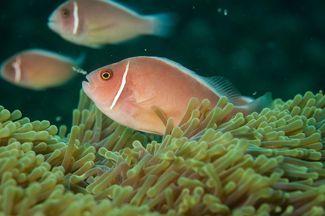 Snorkeling Adventure at Koh Chang – Departing from Koh Chang - Koh Rang Marine Park: coral reef scenery and serious fish time