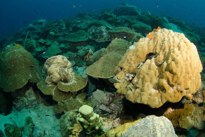 Snorkeling Adventure at Koh Chang – Departing from Koh Chang - The morning start at BB Divers (and why meeting point matters)