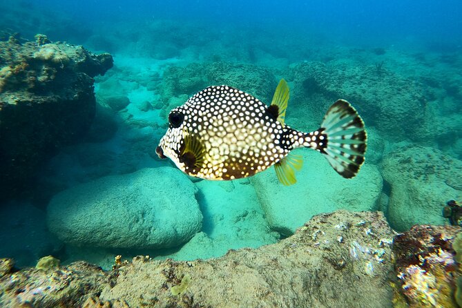 Snorkeling Adventure in Aguadilla - Meeting at Peña Blanca and Ramey Bakery: Timing That Matters