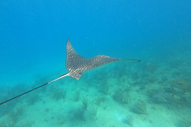 Snorkeling Adventure in Aguadilla - Why This Works Without a Boat: Less Wait, More Water Time