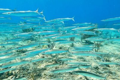 Snorkeling Adventure in Aguadilla - The Main Event: Shore Snorkeling in Aguadilla’s Reef Area