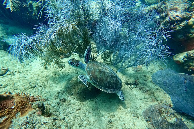 Snorkeling Adventure in Aguadilla - Price and Value: Is $98 Worth It?