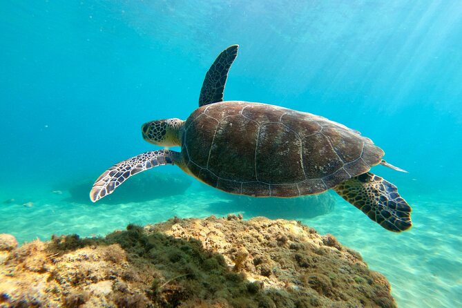 Snorkeling Adventure in Aguadilla - Tips to Get More Fun Out of Your 2 Hours
