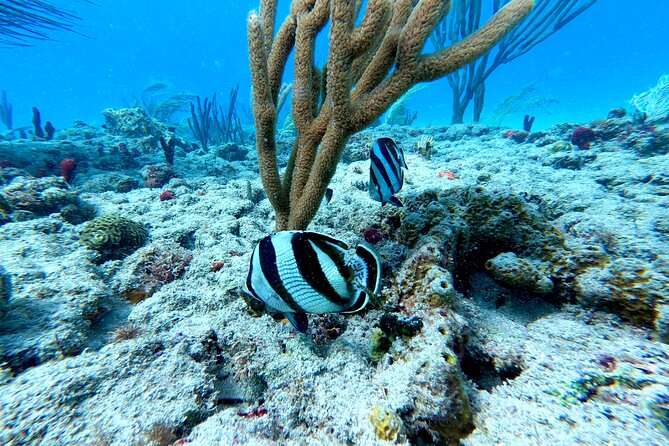 Snorkeling Adventure in Aguadilla - Should You Book This Aguadilla Snorkeling Adventure?