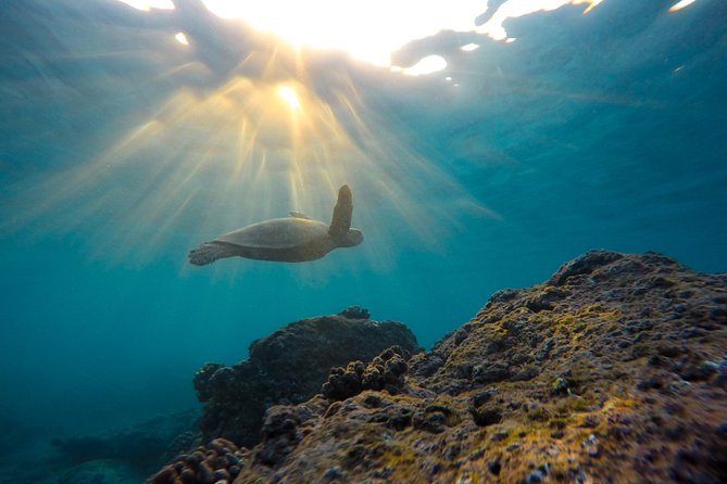 Snorkeling Adventure in La Jolla - La Jolla Underwater Park: Where the Tour Gets Real