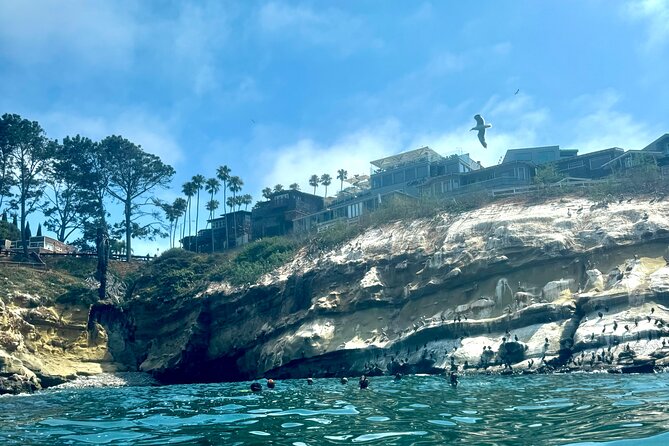 Snorkeling Adventure in La Jolla - The Reef Cast: Horn Sharks, Sea Lions, and Kelp Bass