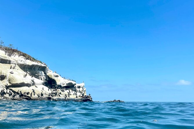 Snorkeling Adventure in La Jolla - Why the 10-Person Limit Improves the Experience