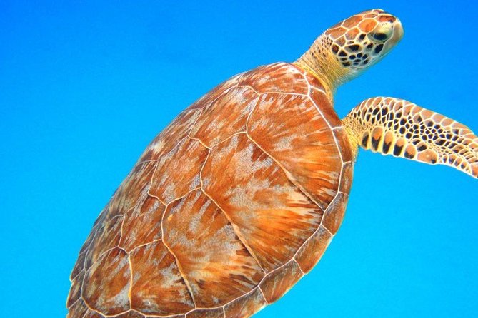 Snorkeling Adventure in St Thomas - A 42-Foot Boat Afternoon Built Around Sea Life