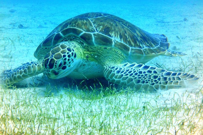 Snorkeling Adventure in St Thomas - Meeting at Aqua Marine: Simple Start, Clear Plan