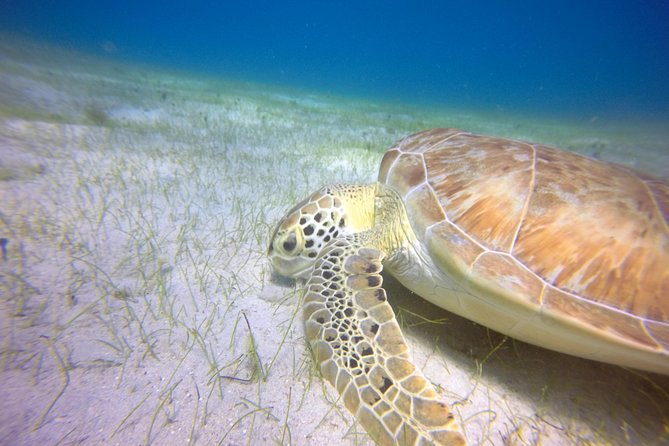 Snorkeling Adventure in St Thomas - What You Can Expect Underwater: Turtles, Rays, and Fish