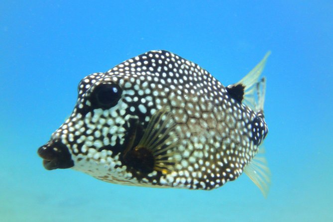 Snorkeling Adventure in St Thomas - Group Size: Why Small Feels Like Better Snorkeling
