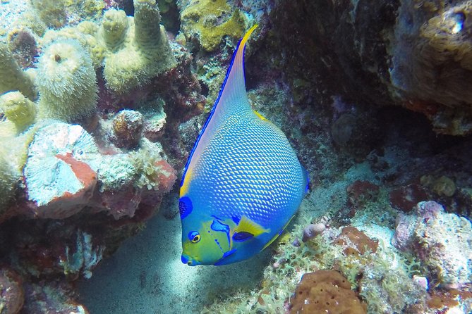 Snorkeling Adventure in St Thomas - Price and Value: Is $129 Smart for St. Thomas?