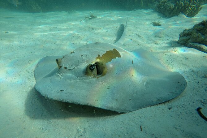 Snorkeling Adventure to Daymaniat Islands - Key highlights you’ll feel on the water