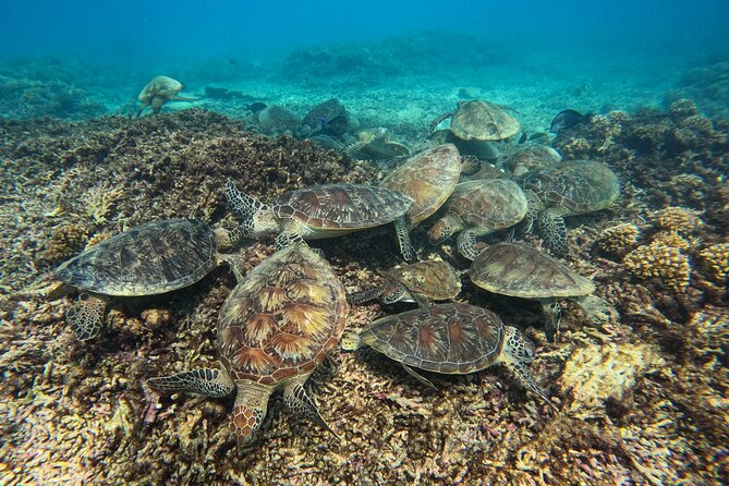 Snorkeling Adventure to Daymaniat Islands - Daymaniat Islands: The Muscat snorkel trip built for real wildlife time