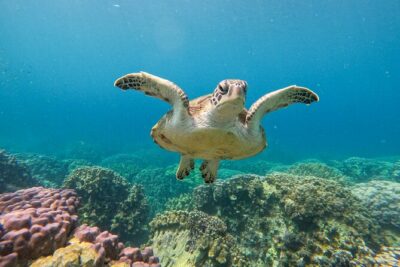 Snorkeling Adventure to Daymaniat Islands - Getting there from Muscat: meeting at 7:55 and a short boat ride