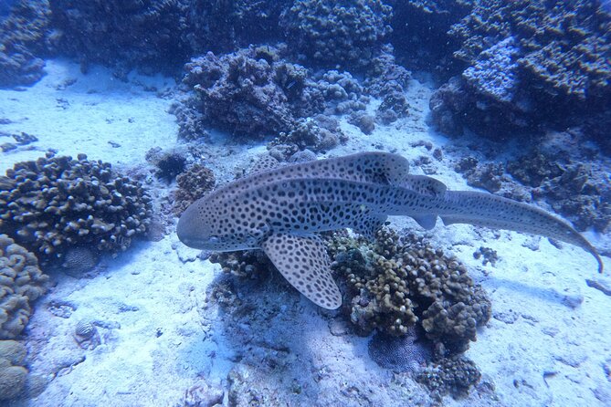 Snorkeling Adventure to Daymaniat Islands - The seasonal beach break: November–April time on sand