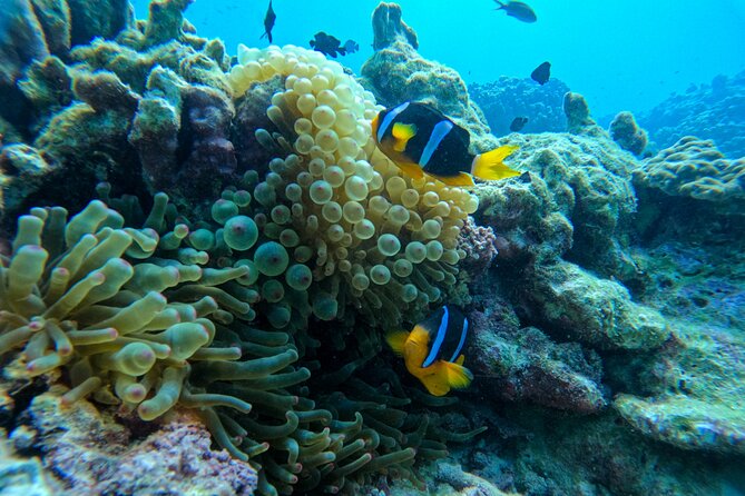 Snorkeling Adventure to Daymaniat Islands - Crew and group size: closer attention without the crowd