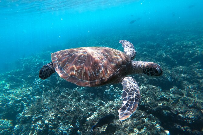 Snorkeling Adventure to Daymaniat Islands - Price and value: why $110 can be a smart deal here