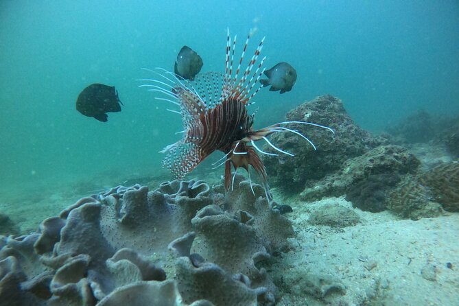 Snorkeling at Dimaniyat Islands and Dolphin Watching - Whale sharks and other big moments: what to expect when it happens