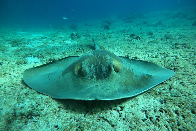 Snorkeling at Dimaniyat Islands and Dolphin Watching - On-board comfort and included goodies that make the day easier