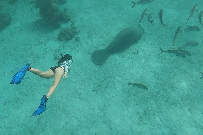 Snorkeling at Hol Chan Marine Reserve and Shark Ray Alley - Key things I’d bookmark before you go