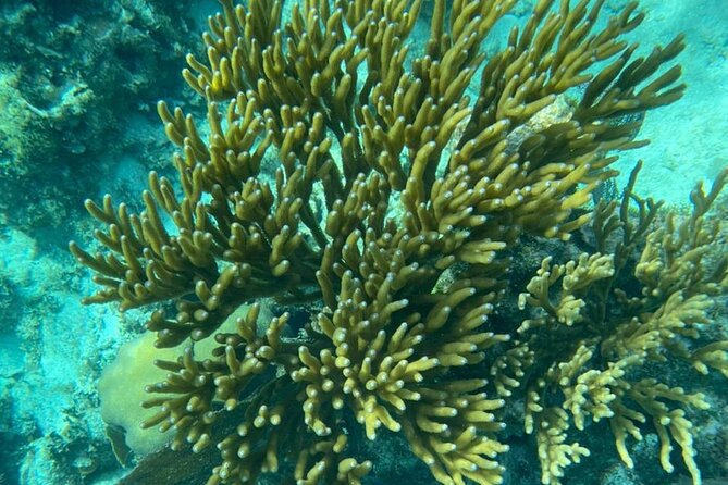 Snorkeling at Hol Chan Marine Reserve and Shark Ray Alley - Guide Style: Why Kyle, Andre, Abraham, Jordan, Marvin, Danny, and Kayle Get Mentioned