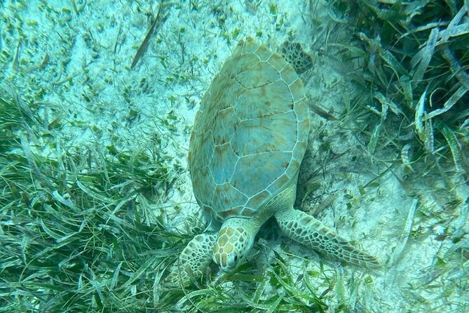 Snorkeling at Hol Chan Marine Reserve and Shark Ray Alley - Value Check: Does $80 Get You Enough Snorkeling?