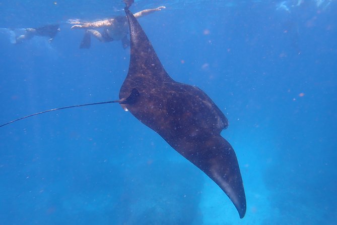 Snorkeling Day Trip To Lembongan and Penida - Crystal Bay, Gamat Bay, and Mangrove Point: the reef variety payoff