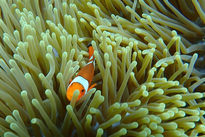 Snorkeling Day Trip To Lembongan and Penida - Should you book it? My straight call