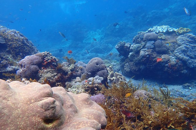 Snorkeling Day Trip To Lembongan and Penida - Manta Bay first: what you’re really signing up for