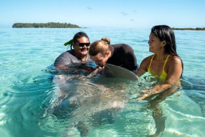 Snorkeling excursion and encounter with marine fauna in Moorea - Marine Fauna Encounters: Stingrays, Turtles, Reef Sharks, and Friends