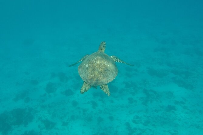 Snorkeling excursion and encounter with marine fauna in Moorea - Price and Value: What $131.18 Covers (and What You Still Need)