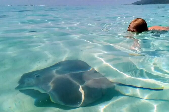 Snorkeling excursion and encounter with marine fauna in Moorea - Getting There: Quai des croisières at 9:00 am, Plus Pickup Options