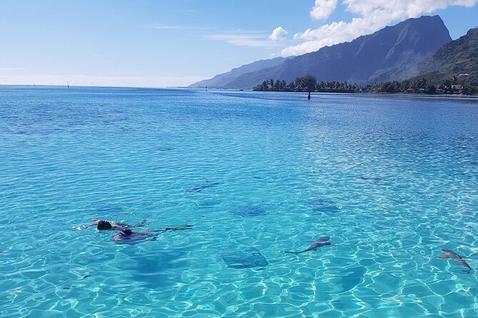 Snorkeling excursion, discovery of the lagoon, small group. - Small-group Moorea lagoon snorkeling: why the day stays calm
