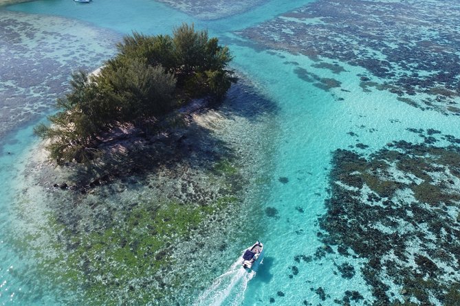 Snorkeling excursion, discovery of the lagoon, small group. - How to get the best wildlife encounters (without stressing the animals)