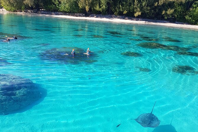 Snorkeling excursion, discovery of the lagoon, small group. - Meeting point at Fare Tokoau Moorea: get there early, not late