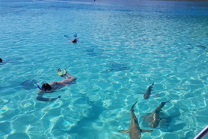 Snorkeling excursion, discovery of the lagoon, small group. - Four snorkeling moments: rope-tow, sandbank wildlife, and two reef stops
