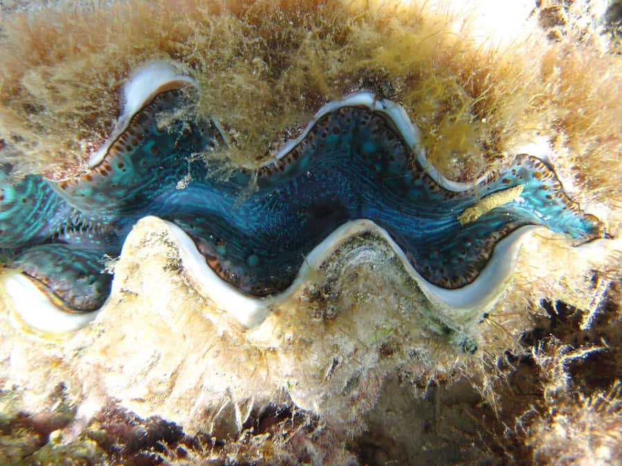 Snorkeling Excursion in Blue Bay Marine Park - The one-hour flow: boat ride, then your own snorkeling route