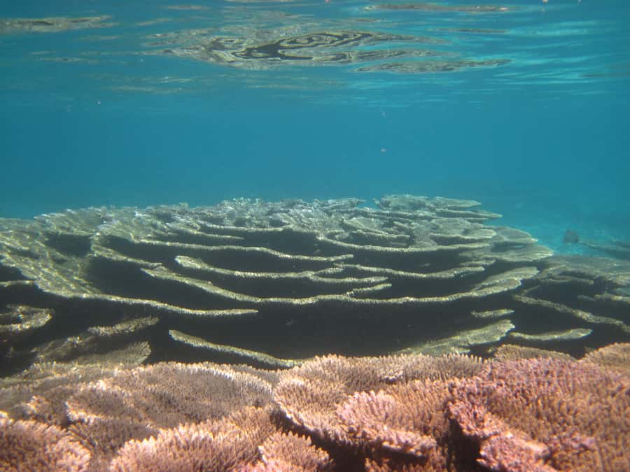 Snorkeling Excursion in Blue Bay Marine Park - Snorkeling in the biggest coral reserve: what to expect underwater