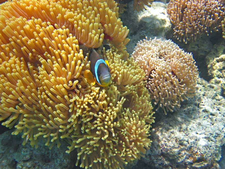 Snorkeling Excursion in Blue Bay Marine Park - Gear and comfort: mask fit, life jacket, and what to pack