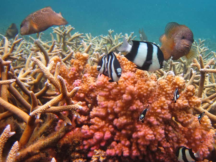 Snorkeling Excursion in Blue Bay Marine Park - Should you book this Blue Bay snorkeling excursion?