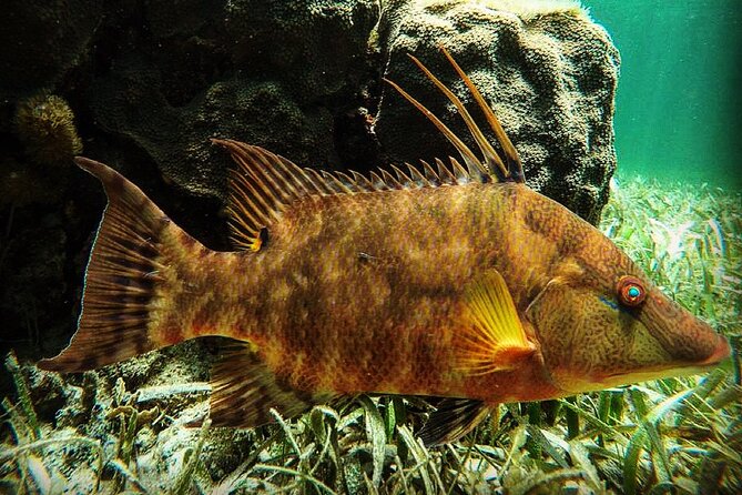 Snorkeling Guided Activity in Puerto Morelos Mexico - Key highlights worth knowing before you go
