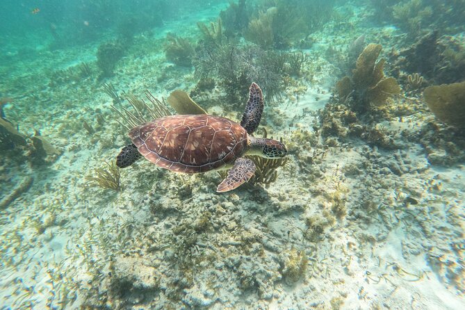 Snorkeling Guided Activity in Puerto Morelos Mexico - Why this Puerto Morelos snorkel tour is such a good time trade