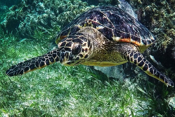 Snorkeling Guided Activity in Puerto Morelos Mexico - Gear, sun protection, and the reef-safe rule that changes what you pack