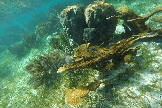 Snorkeling Guided Activity in Puerto Morelos Mexico - Guides and safety: what the small-group size helps (and what weather changes)