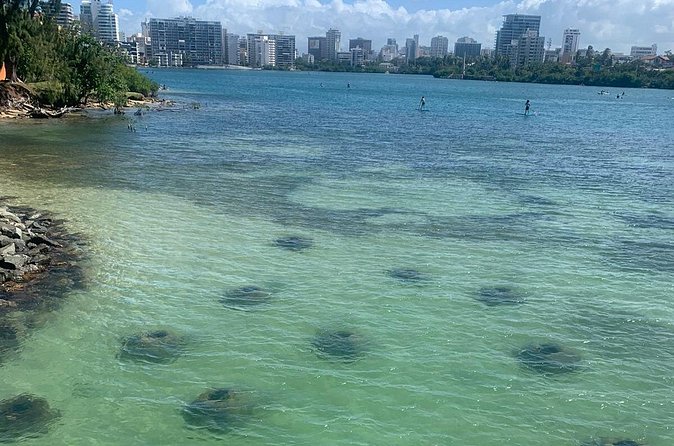 Snorkeling Guided Tour Experience in Condado Lagoon - Conservation education: turning a good swim into something meaningful
