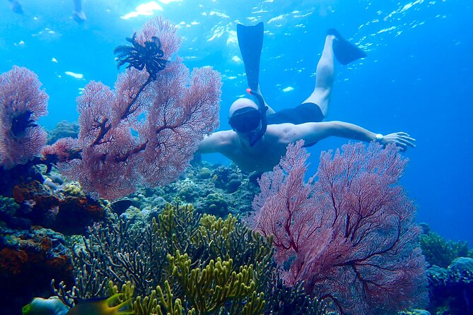 Snorkeling in Menjangan Island with Pickup and Lunch - Quick reasons I’d book this trip